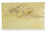 Detailed Fossil Fish (Knightia) - Wyoming #363779-1